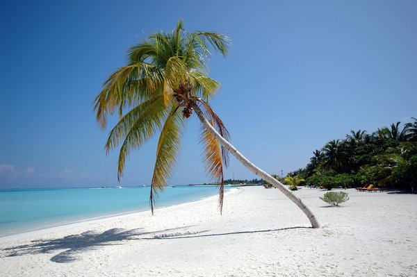 Quelles croisières offrent des excursions pour observer les baleines en Californie?